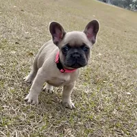 🩷 Pinky 🩷 aka Fawnie 🩷 aka Galinda  , a female French Bulldog for sale in Webster, FL – Photo 5 of 10