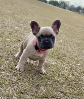 Pinky, a female French Bulldog for sale in Webster, FL – Photo 1 of 10