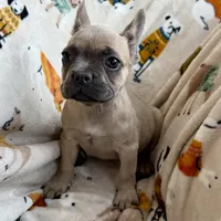 🩷 Pinky 🩷 aka Fawnie 🩷 aka Galinda  , a female French Bulldog for sale in Webster, FL – Photo 4 of 10