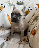 🩷 Pinky 🩷 aka Fawnie 🩷 aka Galinda  , a female French Bulldog for sale in Webster, FL – Photo 4 of 10