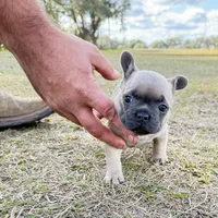 🩷 Pinky 🩷 aka Fawnie 🩷 aka Galinda  , a female French Bulldog for sale in Webster, FL – Photo 8 of 10