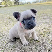 🩷 Pinky 🩷 aka Fawnie 🩷 aka Galinda  , a female French Bulldog for sale in Webster, FL – Photo 7 of 10