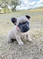 Pinky, a female French Bulldog for sale in Webster, FL – Photo 4 of 10