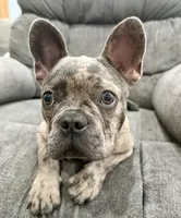🩶 Storm 🩶 , a male French Bulldog for sale in Webster, FL – 2 of 10