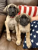 🌱Ivy - AKC English Mastiff , a female English Mastiff for sale in Webster, FL – 3 of 3