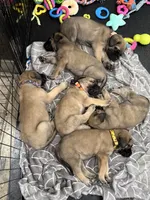 🧡 Ivar, a male English Mastiff for sale in Webster, FL – 6 of 6