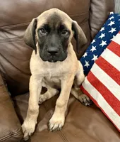 ❤️Ember  - AKC English Mastiff , a female English Mastiff for sale in Webster, FL – 1 of 6