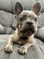 🩶 Storm 🩶 , a male French Bulldog for sale in Webster, FL – 3 of 10