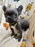 💛 Sunny 💛 aka Tiny 💛 aka Runtie 💛 aka Yellow, a female French Bulldog for sale in Webster, FL – Photo 4 of 8
