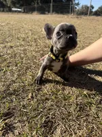 💛 Sunny 💛 aka Tiny 💛 aka Runtie 💛 aka Yellow, a female French Bulldog for sale in Webster, FL – Photo 8 of 8