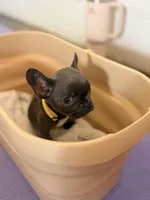 💛 Sunny 💛 aka Tiny 💛 aka Runtie 💛 aka Yellow, a female French Bulldog for sale in Webster, FL – Photo 5 of 8