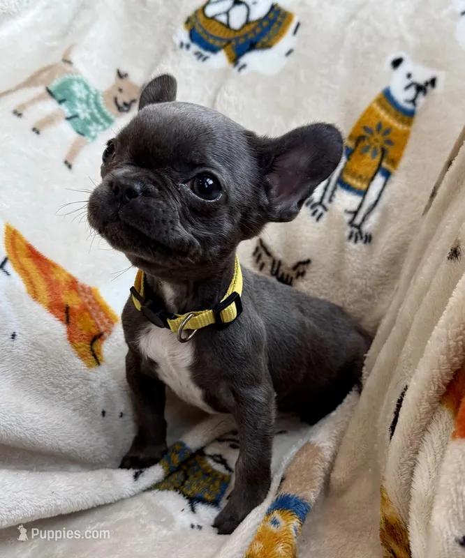 💛 Sunny 💛 aka Tiny 💛 aka Runtie 💛 aka Yellow, a female French Bulldog for sale in Webster, FL – Photo 1 of 8