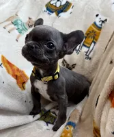 💛 Sunny 💛 aka Tiny 💛 aka Runtie 💛 aka Yellow, a female French Bulldog for sale in Webster, FL – Photo 1 of 8