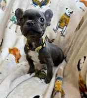 💛 Sunny 💛 aka Tiny 💛 aka Runtie 💛 aka Yellow, a female French Bulldog for sale in Webster, FL – Photo 3 of 8