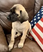 ❤️Ember  - AKC English Mastiff , a female English Mastiff for sale in Webster, FL – 2 of 6