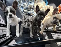 ❤️ Rosy ❤️ aka Spots ❤️ aka Rosy Posy , a female French Bulldog for sale in Webster, FL – Photo 9 of 9