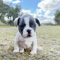 ❤️ Rosy ❤️ aka Spots ❤️ aka Rosy Posy , a female French Bulldog for sale in Webster, FL – Photo 4 of 9