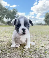 ❤️ Rosy ❤️ aka Spots ❤️ aka Rosy Posy , a female French Bulldog for sale in Webster, FL – Photo 5 of 9