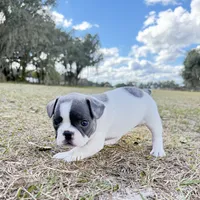 ❤️ Rosy ❤️ aka Spots ❤️ aka Rosy Posy , a female French Bulldog for sale in Webster, FL – Photo 5 of 9