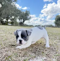 ❤️ Rosy ❤️ aka Spots ❤️ aka Rosy Posy , a female French Bulldog for sale in Webster, FL – Photo 6 of 9