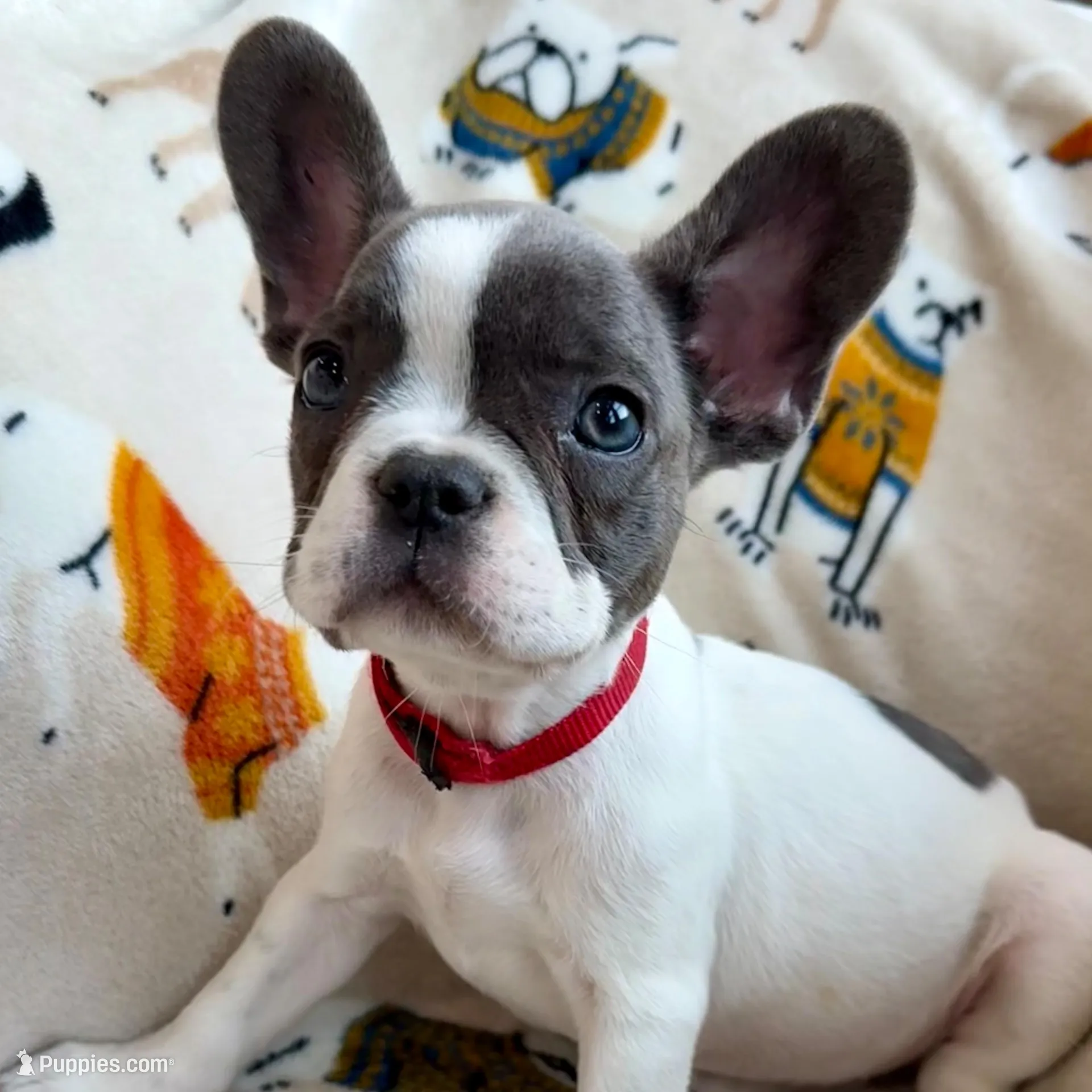 ❤️ Rosy ❤️ aka Spots ❤️ aka Rosy Posy 