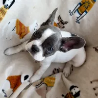❤️ Rosy ❤️ aka Spots ❤️ aka Rosy Posy , a female French Bulldog for sale in Webster, FL – Photo 2 of 9