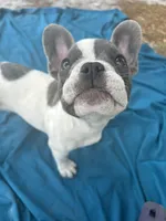 ❤️ Rosy ❤️ aka Spots ❤️ aka Rosy Posy , a female French Bulldog for sale in Webster, FL – Photo 7 of 9