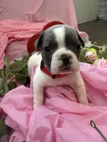 ❤️ Rosy ❤️ aka Spots ❤️ aka Rosy Posy , a female French Bulldog for sale in Webster, FL – Photo 8 of 9
