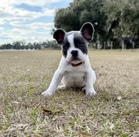 ❤️ Rosy ❤️ aka Spots ❤️ aka Rosy Posy , a female French Bulldog for sale in Webster, FL – Photo 4 of 9