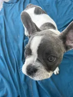 ❤️ Rosy ❤️ aka Spots ❤️ aka Rosy Posy , a female French Bulldog for sale in Webster, FL – Photo 8 of 9