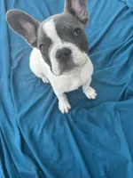 ❤️ Rosy ❤️ aka Spots ❤️ aka Rosy Posy , a female French Bulldog for sale in Webster, FL – Photo 6 of 9