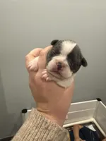 ❤️ Rosy ❤️ aka Spots ❤️ aka Rosy Posy , a female French Bulldog for sale in Webster, FL – Photo 9 of 9