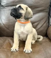 🧡 Ivar, a male English Mastiff for sale in Webster, FL – 3 of 6
