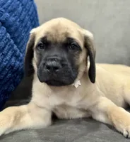 ❤️Ember  - AKC English Mastiff , a female English Mastiff for sale in Webster, FL – 4 of 6