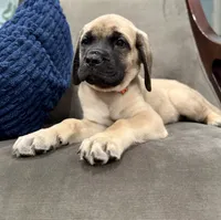 ❤️Ember  - AKC English Mastiff , a female English Mastiff for sale in Webster, FL – 5 of 6