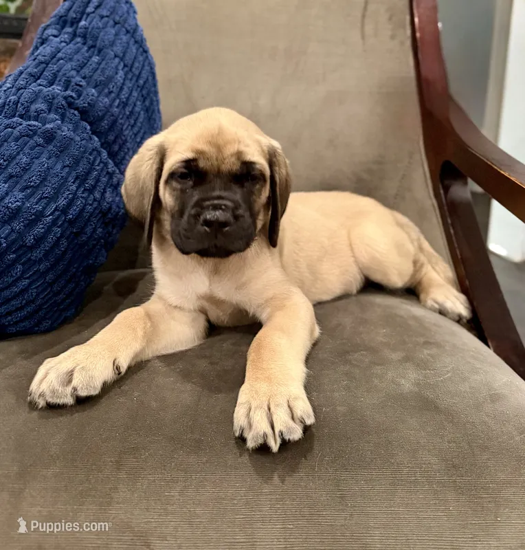 🧡 Ivar – English Mastiff puppy for sale in Webster, FL