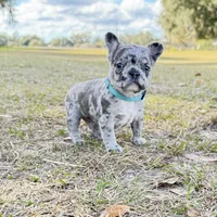 💙 Bluey  💙 aka Smiley , a male French Bulldog for sale in Webster, FL – Photo 7 of 10