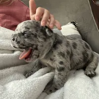 💙 Bluey  💙 aka Smiley , a male French Bulldog for sale in Webster, FL – Photo 9 of 10