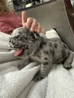 processed/3b7b8f0f-e4eb-4627-987e-9e4a67163629/listing/f9266a87-7bb5-4956-8928-49899b303064/34b13a26-02c8-4c18-b7ac-9ecb3af00d62