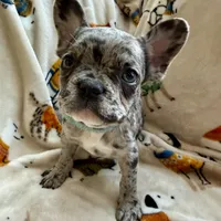 💙 Bluey  💙 aka Smiley , a male French Bulldog for sale in Webster, FL – Photo 3 of 10