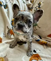 💙 Bluey  💙 aka Smiley , a male French Bulldog for sale in Webster, FL – Photo 3 of 10