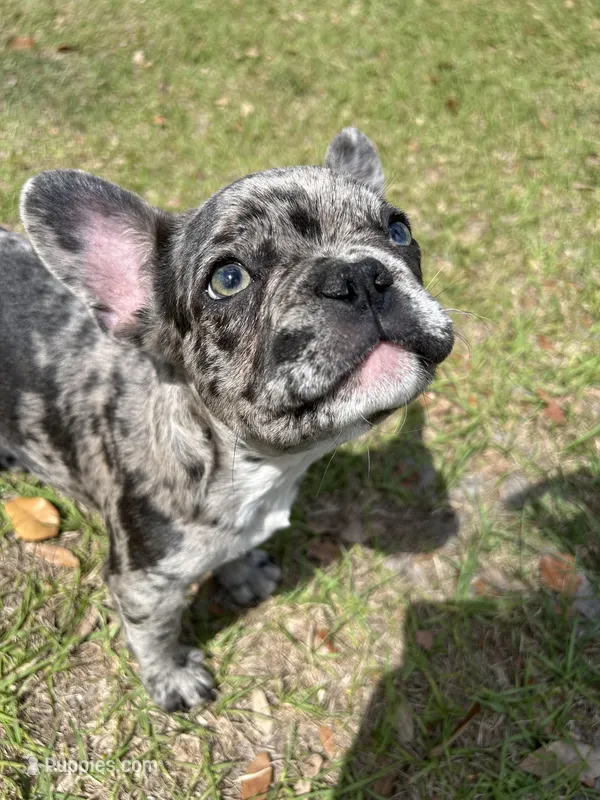 💙 Bluey  💙 aka Smiley  – French Bulldog puppy for sale in Webster, FL