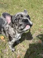 💙 Bluey  💙 aka Smiley , a male French Bulldog for sale in Webster, FL – Photo 1 of 10