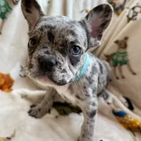 💙 Bluey  💙 aka Smiley , a male French Bulldog for sale in Webster, FL – Photo 1 of 10