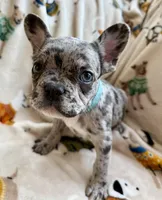 💙 Bluey  💙 aka Smiley , a male French Bulldog for sale in Webster, FL – Photo 1 of 10