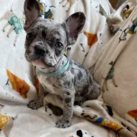 💙 Bluey  💙 aka Smiley , a male French Bulldog for sale in Webster, FL – Photo 2 of 10