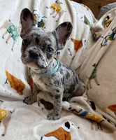 💙 Bluey  💙 aka Smiley , a male French Bulldog for sale in Webster, FL – Photo 2 of 10