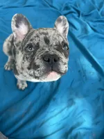 💙 Bluey  💙 aka Smiley , a male French Bulldog for sale in Webster, FL – Photo 3 of 10