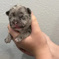 💙 Bluey  💙 aka Smiley , a male French Bulldog for sale in Webster, FL – Photo 10 of 10