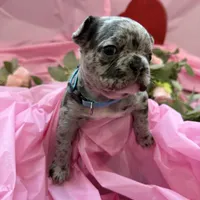 💙 Bluey  💙 aka Smiley , a male French Bulldog for sale in Webster, FL – Photo 8 of 10